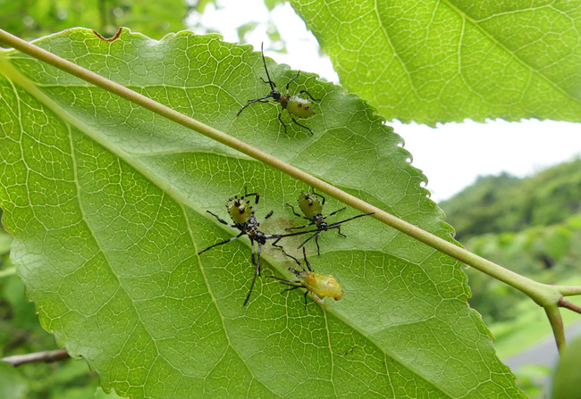 P6650104