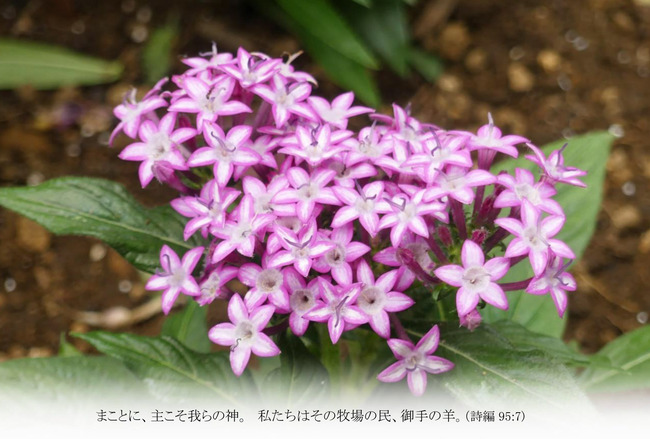 T040ペンタス
