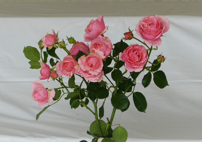 P3920877