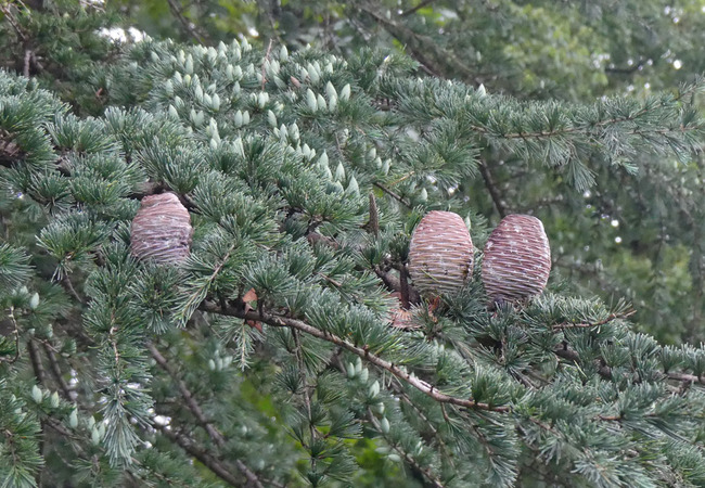 P4620726