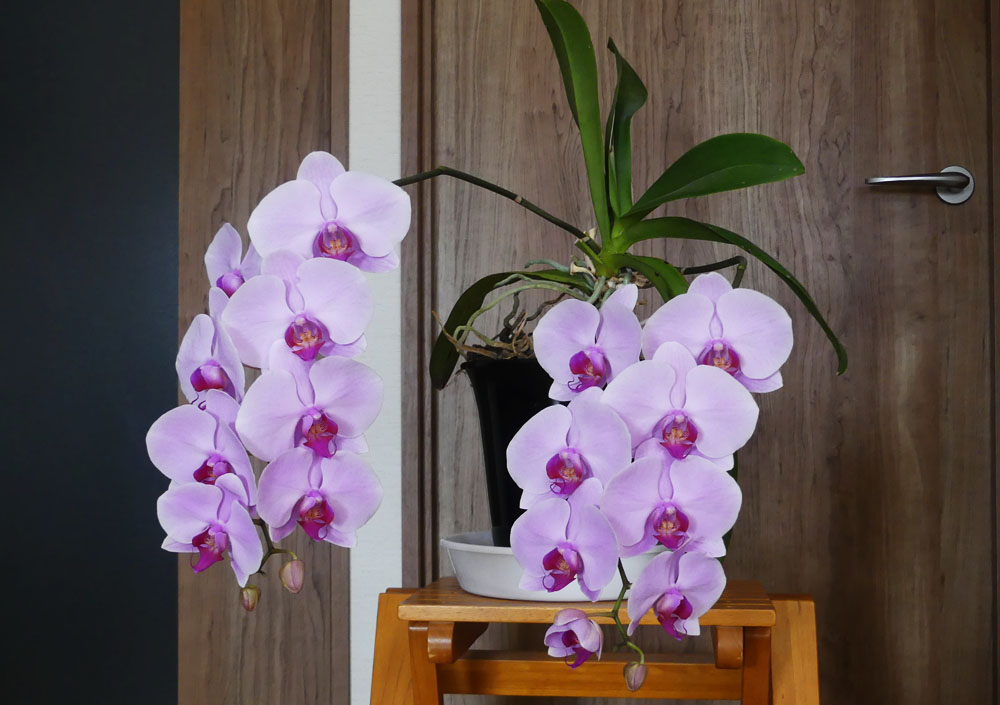 胡蝶蘭見ごろに 四季の風2