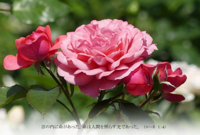 バラＴ020