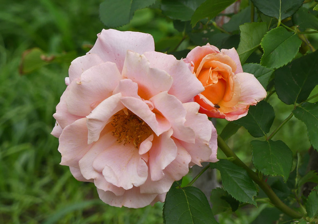 P2990531