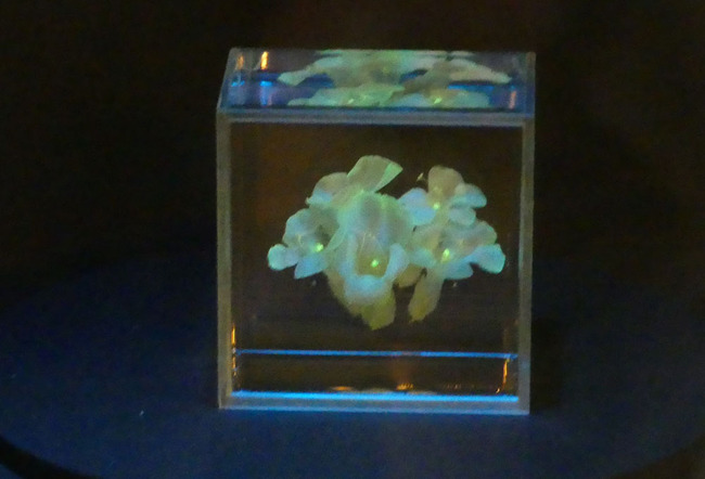 P6690393