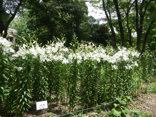 P6570537