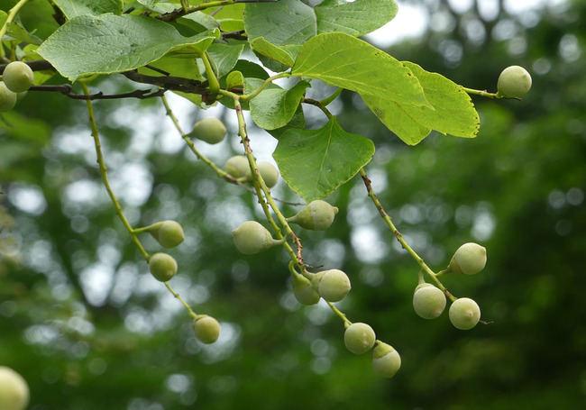 P6650309