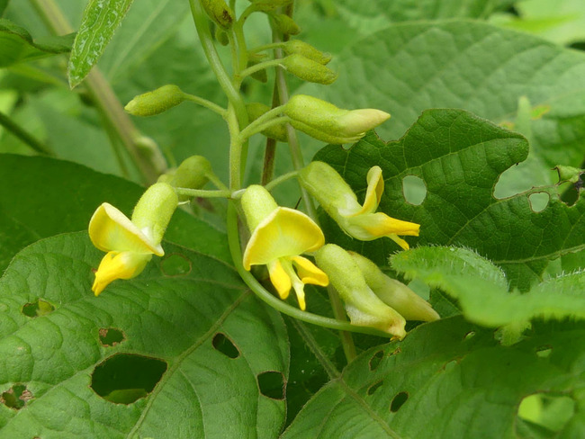 P6650431
