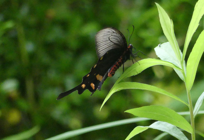 P5040621