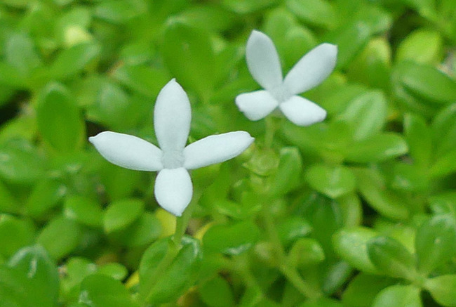 P4630036