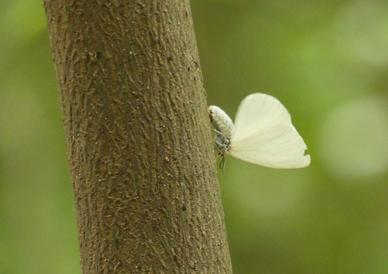 キアシドクガ大発生 イナモリソウ 四季の風2
