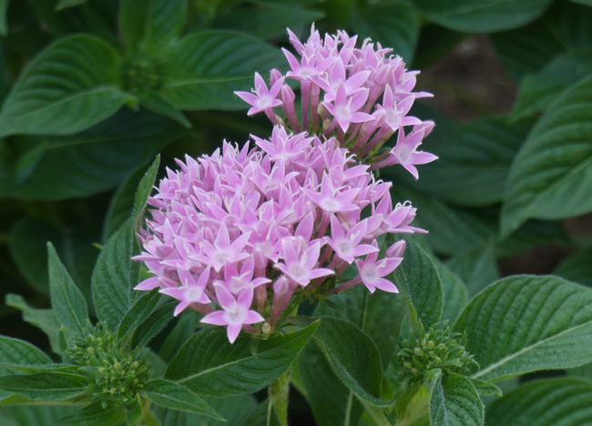 P5220743