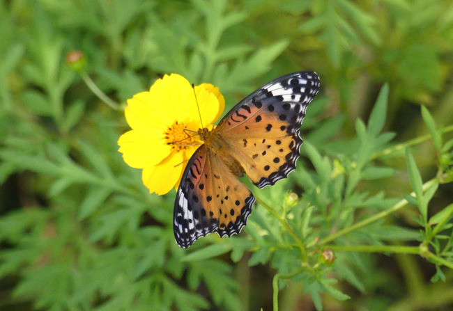 P5610365