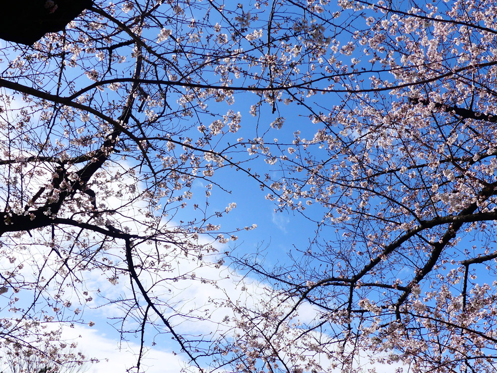 北の丸公園 桜満開 四季の風2