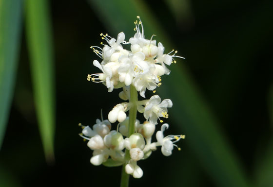 P5270306