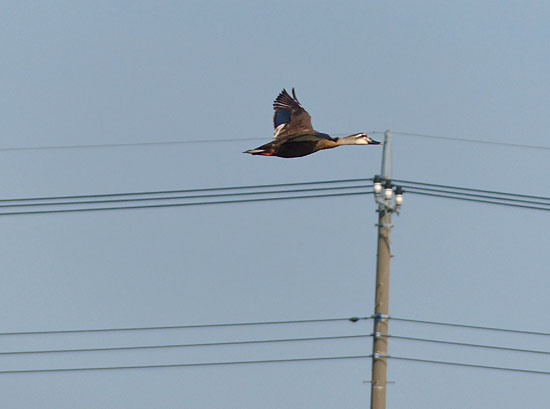 イメージ 16
