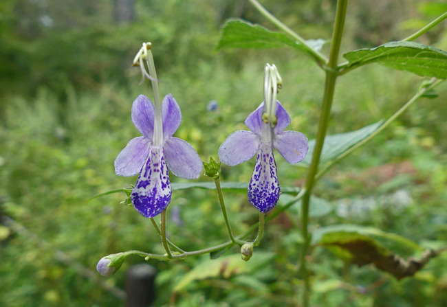 P3490419