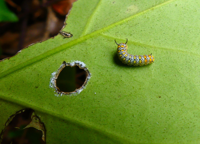 P4690851