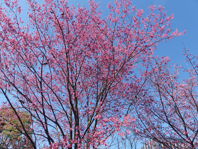P1550114