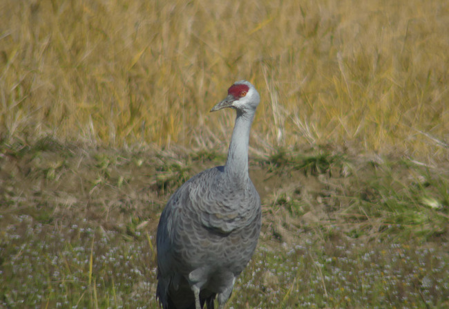 P6900821