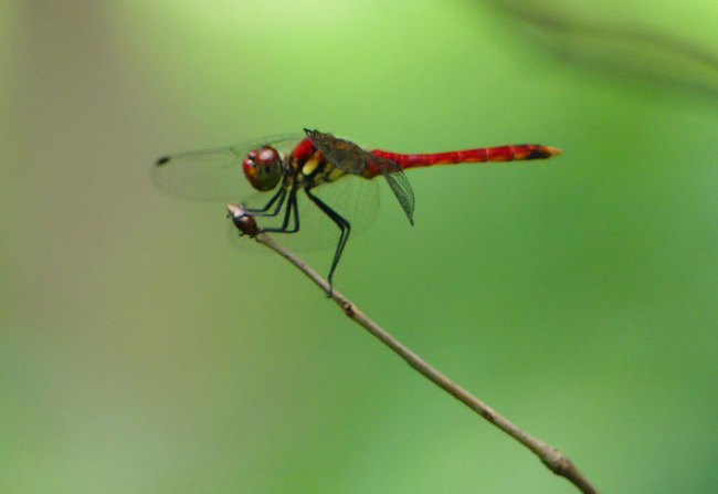 P5180651