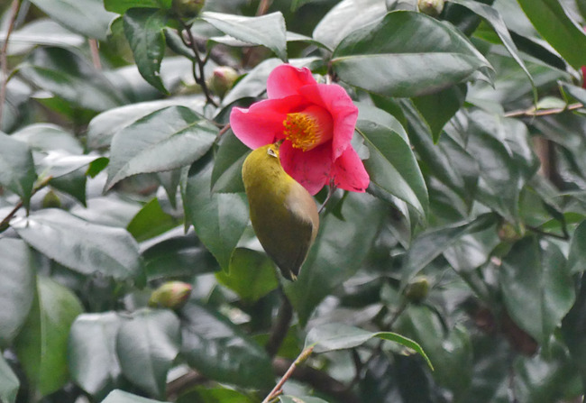 P6070491