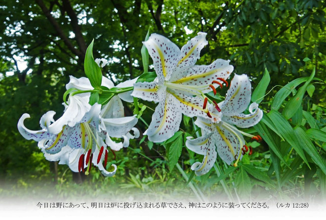 はがきサイズ　ヤマユリ