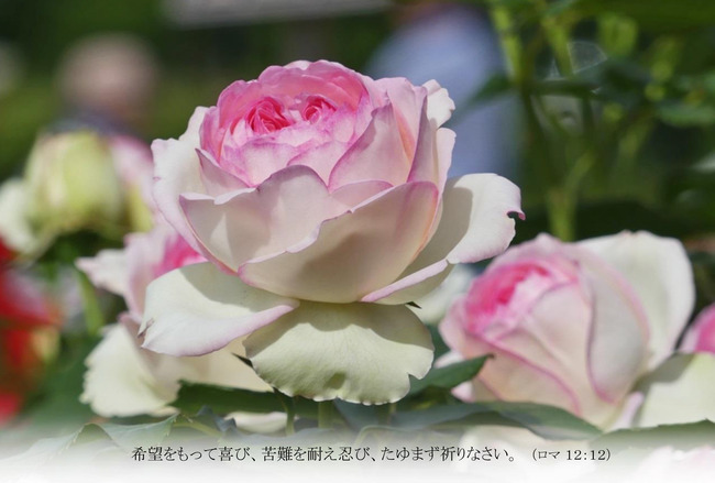 バラＴ027