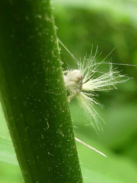 P6650470