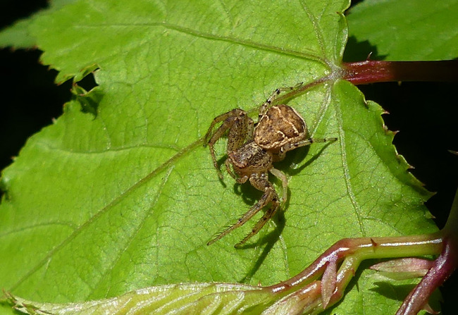azzumakanigumoP6440072