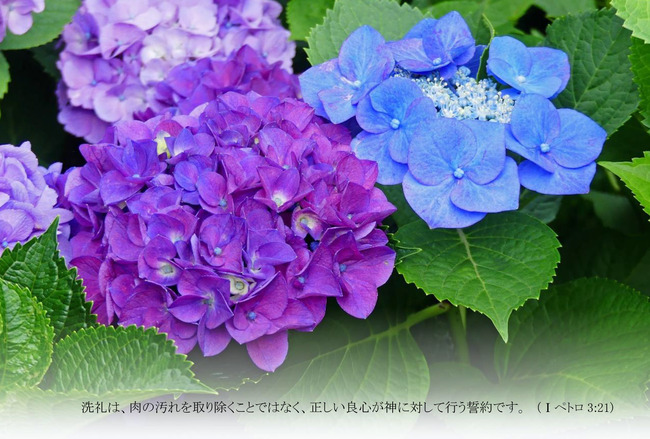 T50はがきサイズ　紫陽花