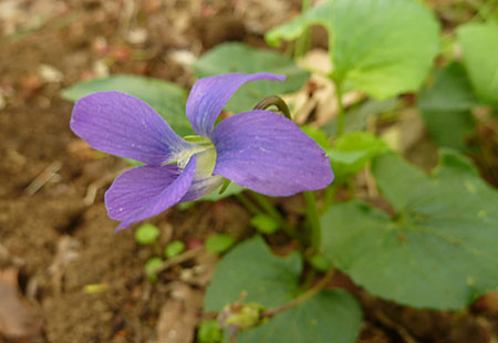 イメージ 10