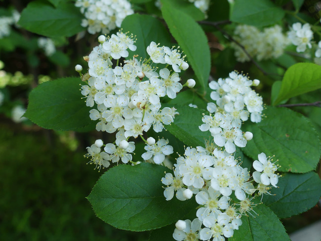P6350540