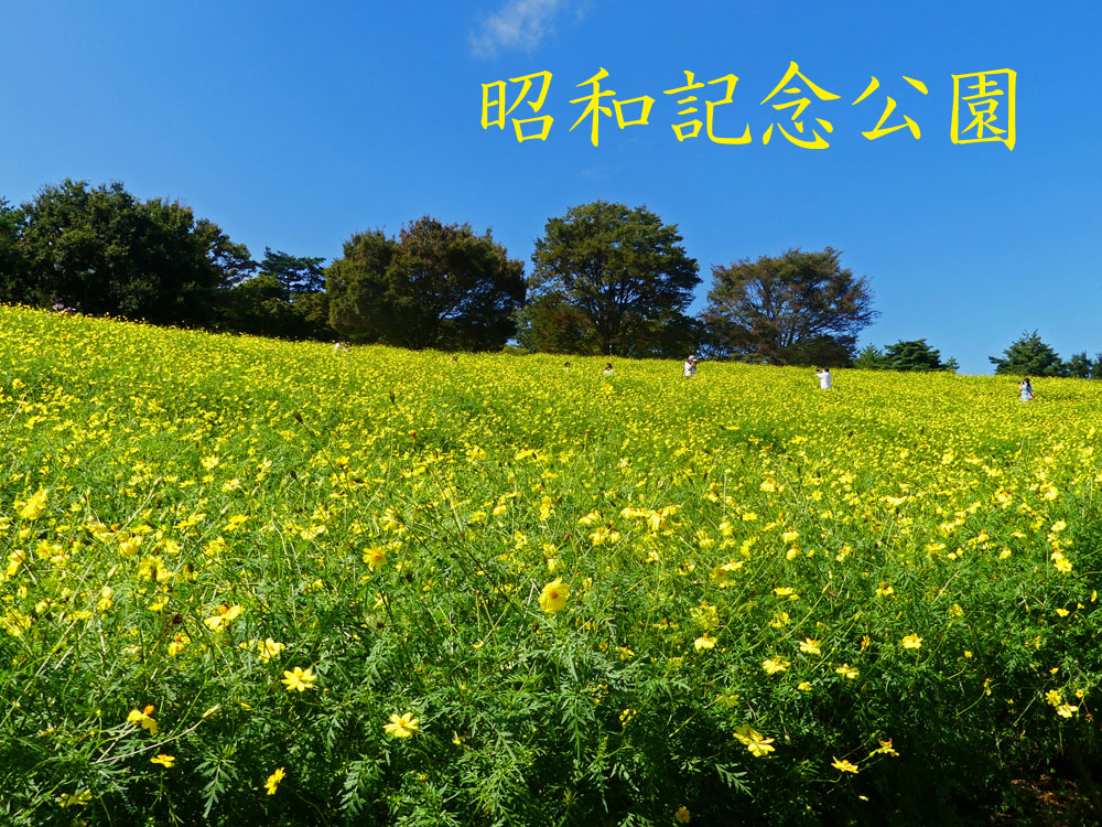 キバナコスモス満開 四季の風2