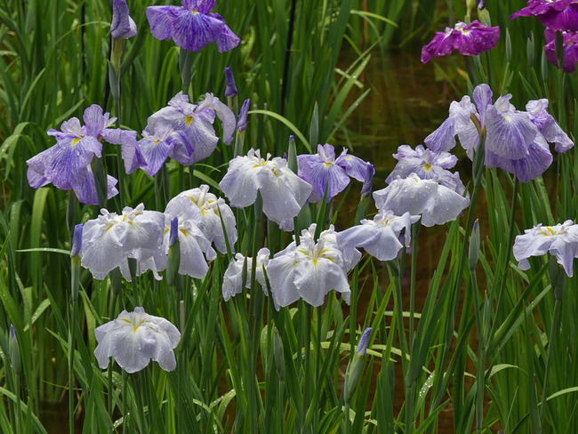P6490267