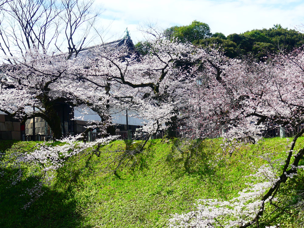 北の丸公園 桜満開 四季の風2