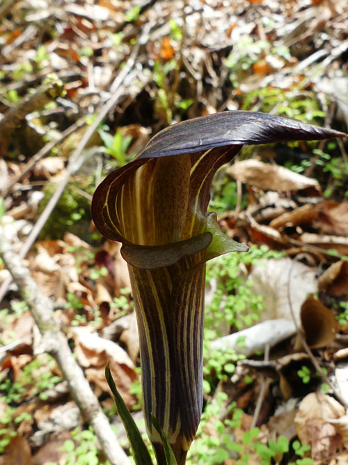 P6350484