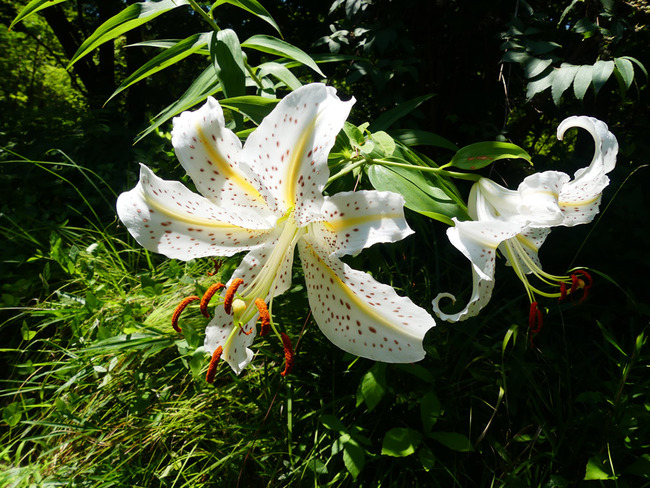 7P5340434