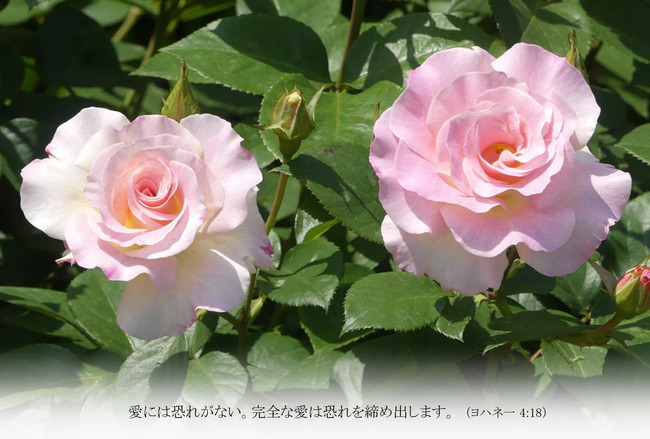 はがきサイズ　バラ　マチルダ