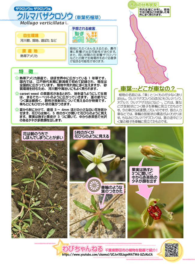 plantcard_1808-4_C