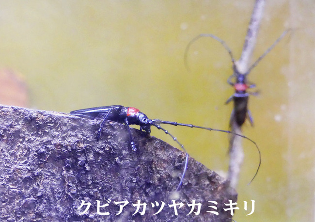 害虫クビアカツヤカミキリに注意 四季の風2 記事コメント 1 害虫クビアカツヤカミキリに注意 四季の風2 記事コメント 1
