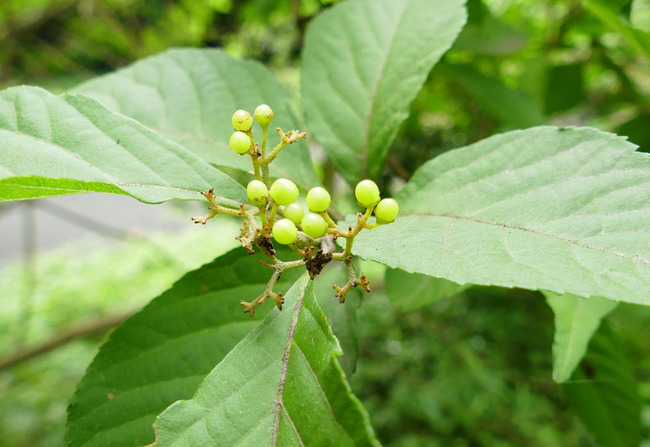 P6650254