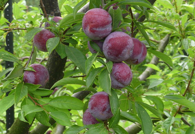 P6650285