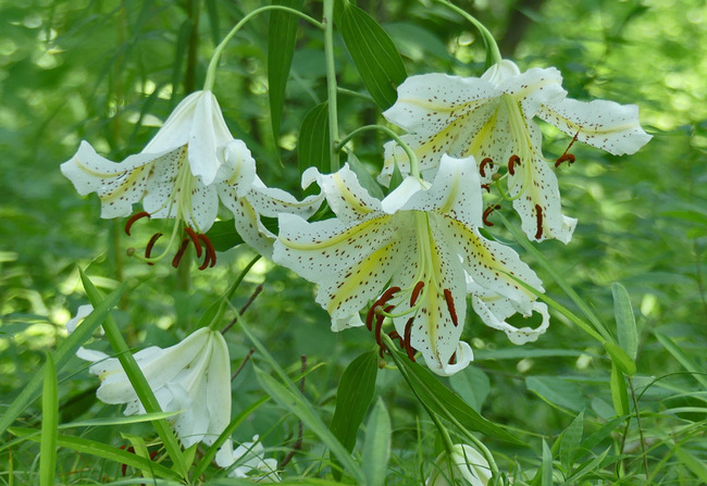 P6640020