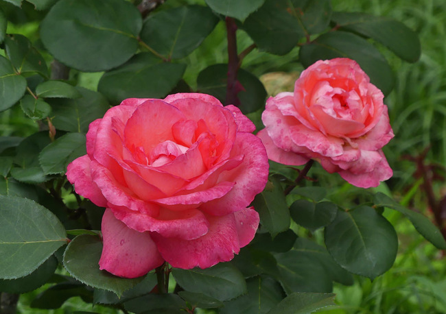 P2990193