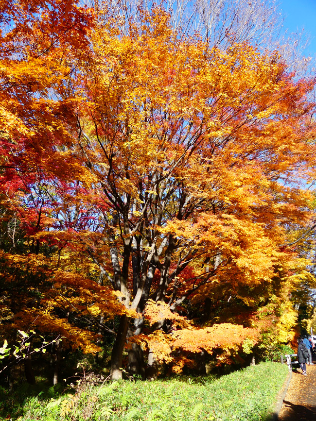 北の丸公園 紅葉満開 四季の風2