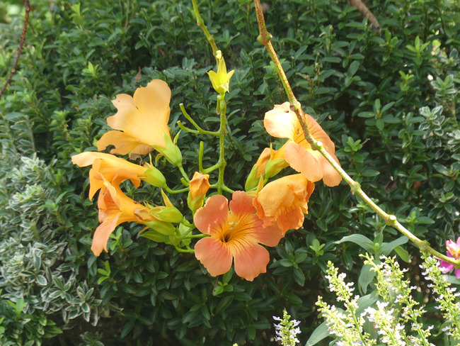 P3390418