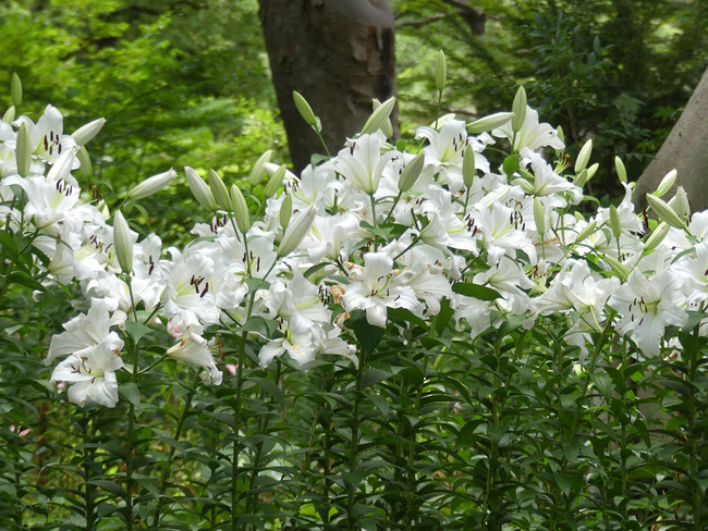 P6570569