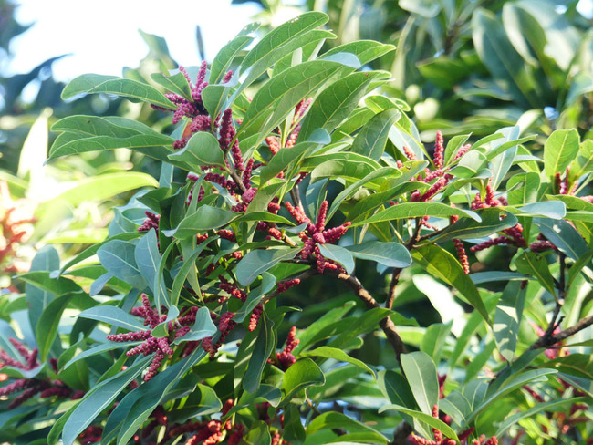 P6000610