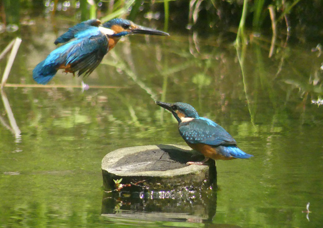 P7240454_edited-1