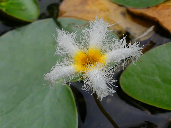水元公園の花 水辺の花 四季の風2